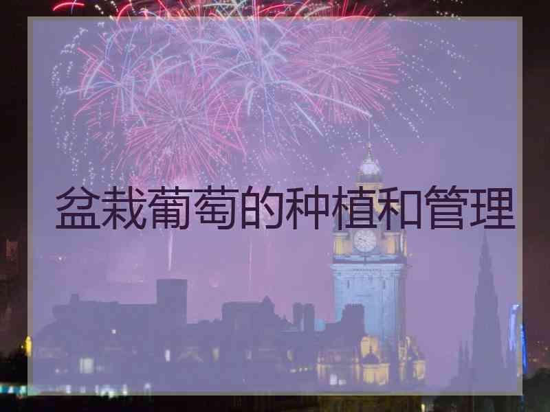 盆栽葡萄的种植和管理