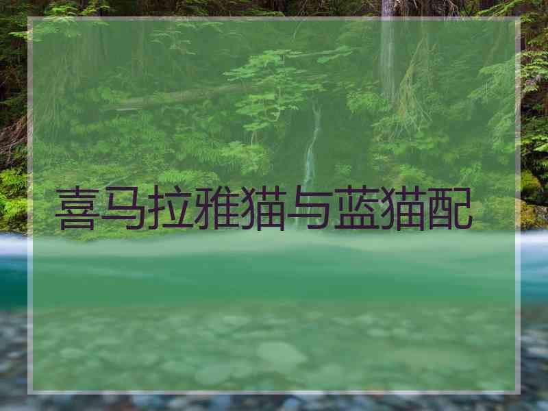 喜马拉雅猫与蓝猫配